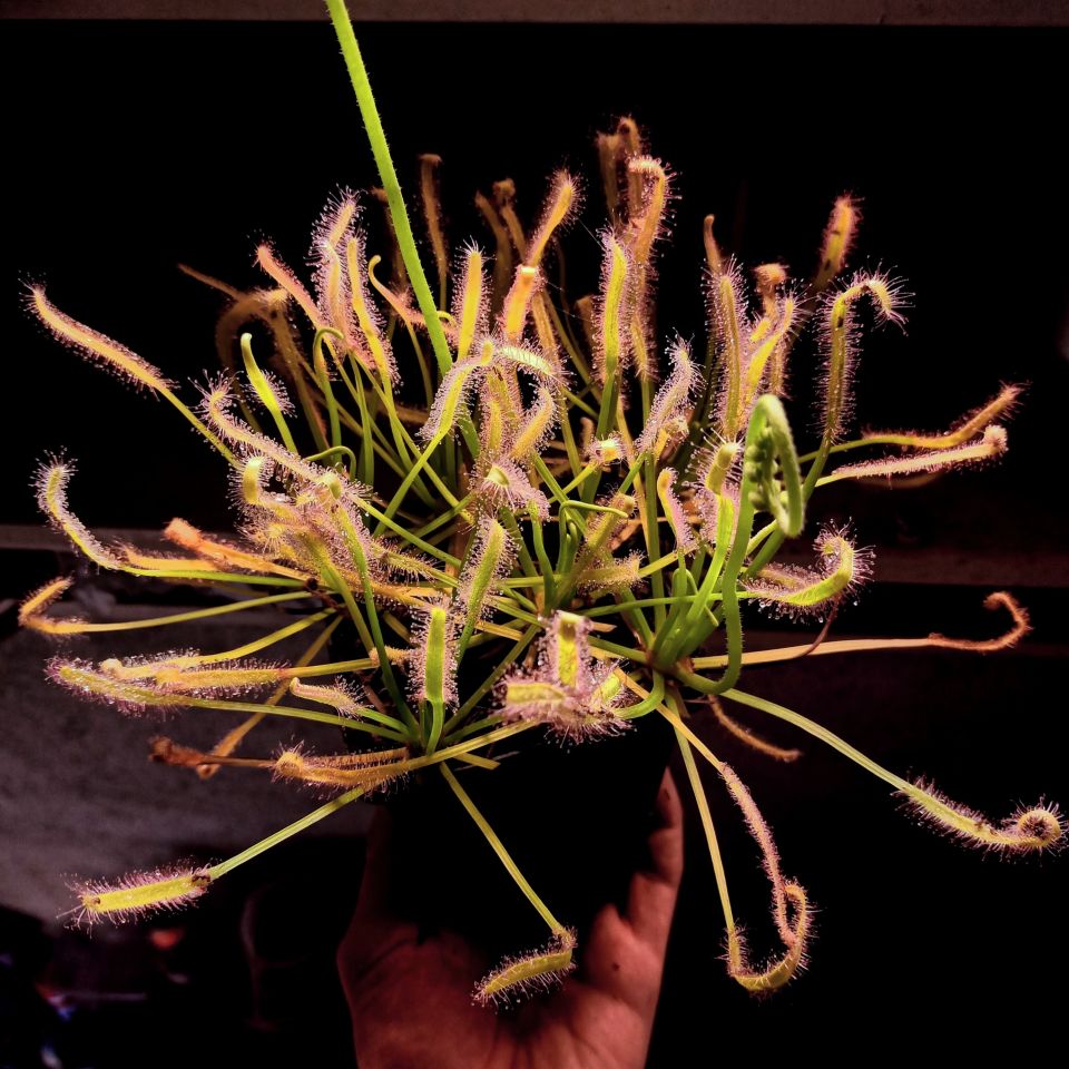 Drosera capensis Tohum Yetiştirme Kiti