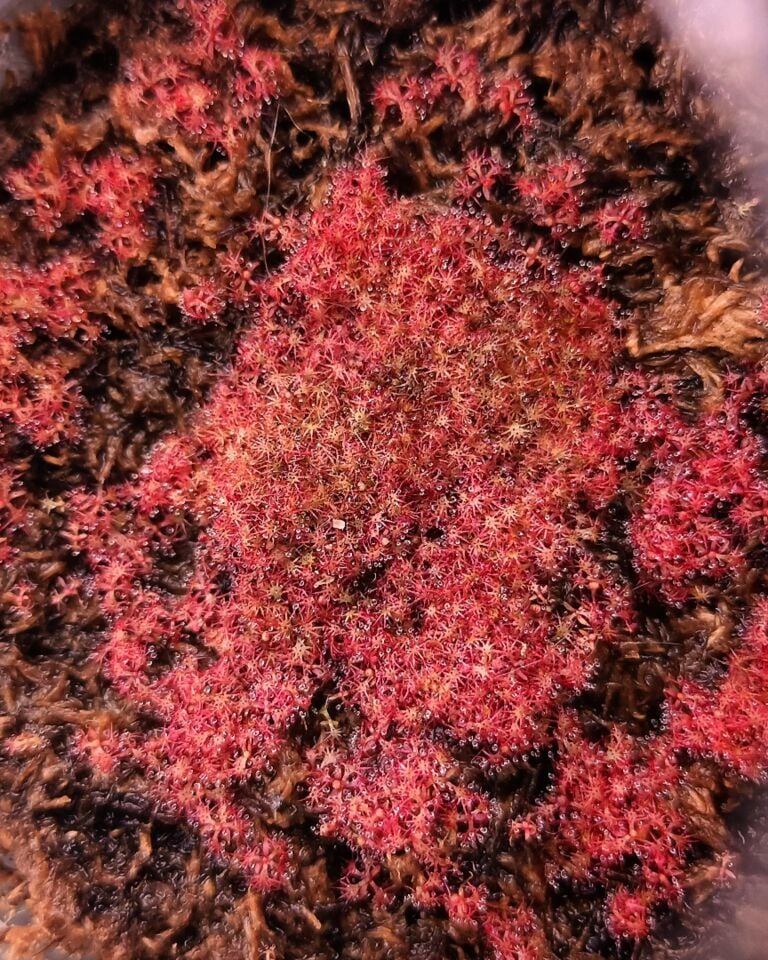 Drosera aliciae Tohum Yetiştirme Kiti