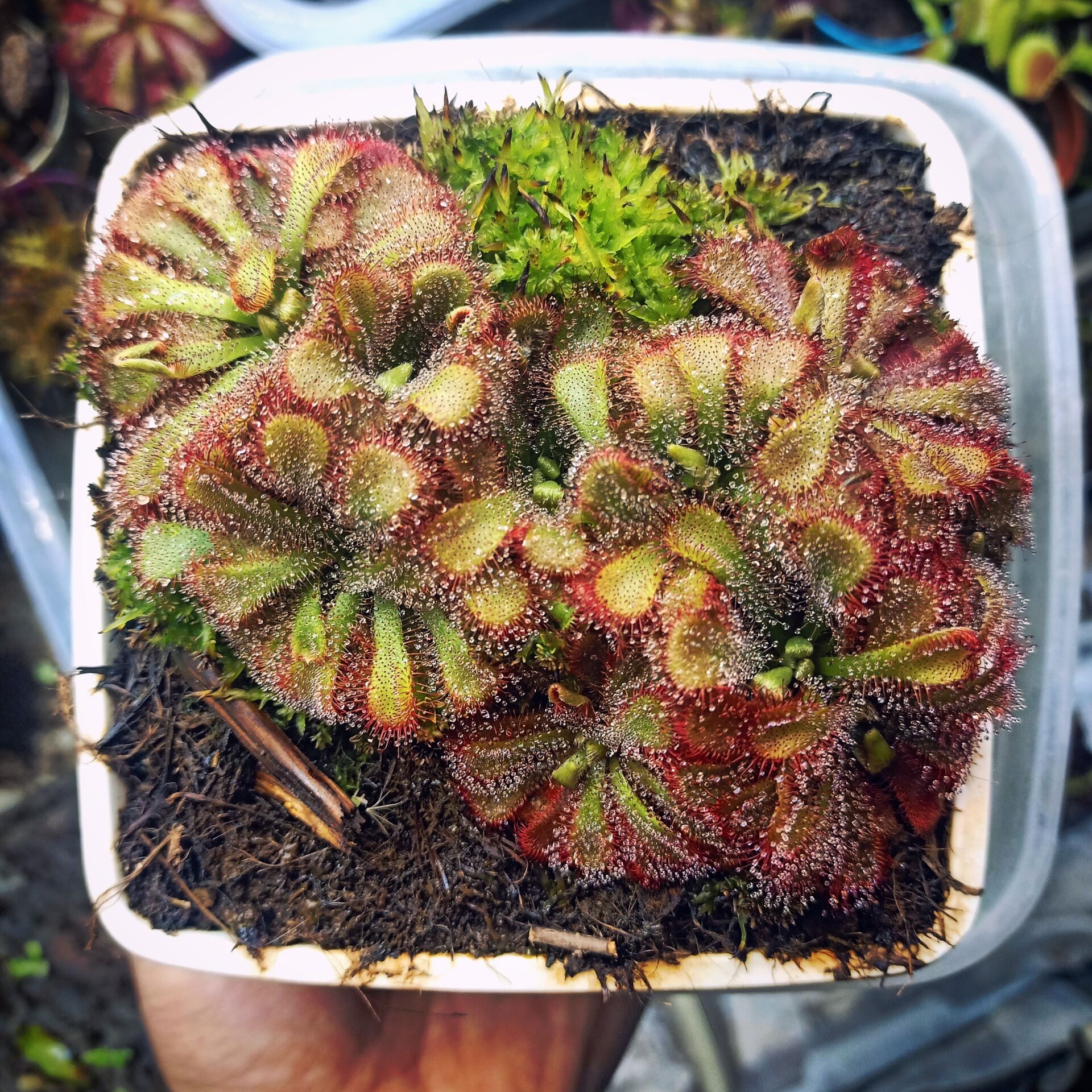 Drosera aliciae Tohum Yetiştirme Kiti