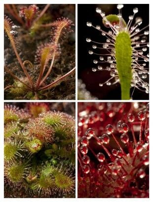Drosera Mix Tohum Yetiştirme Kiti