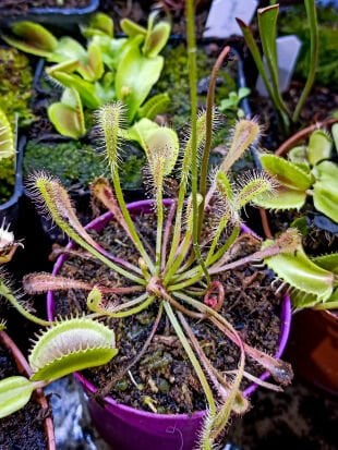 Drosera nidiformis