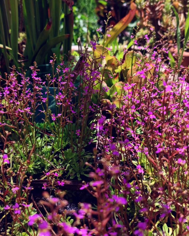 Stylidium Debile - Triggerplant - Tetik Bitkisi