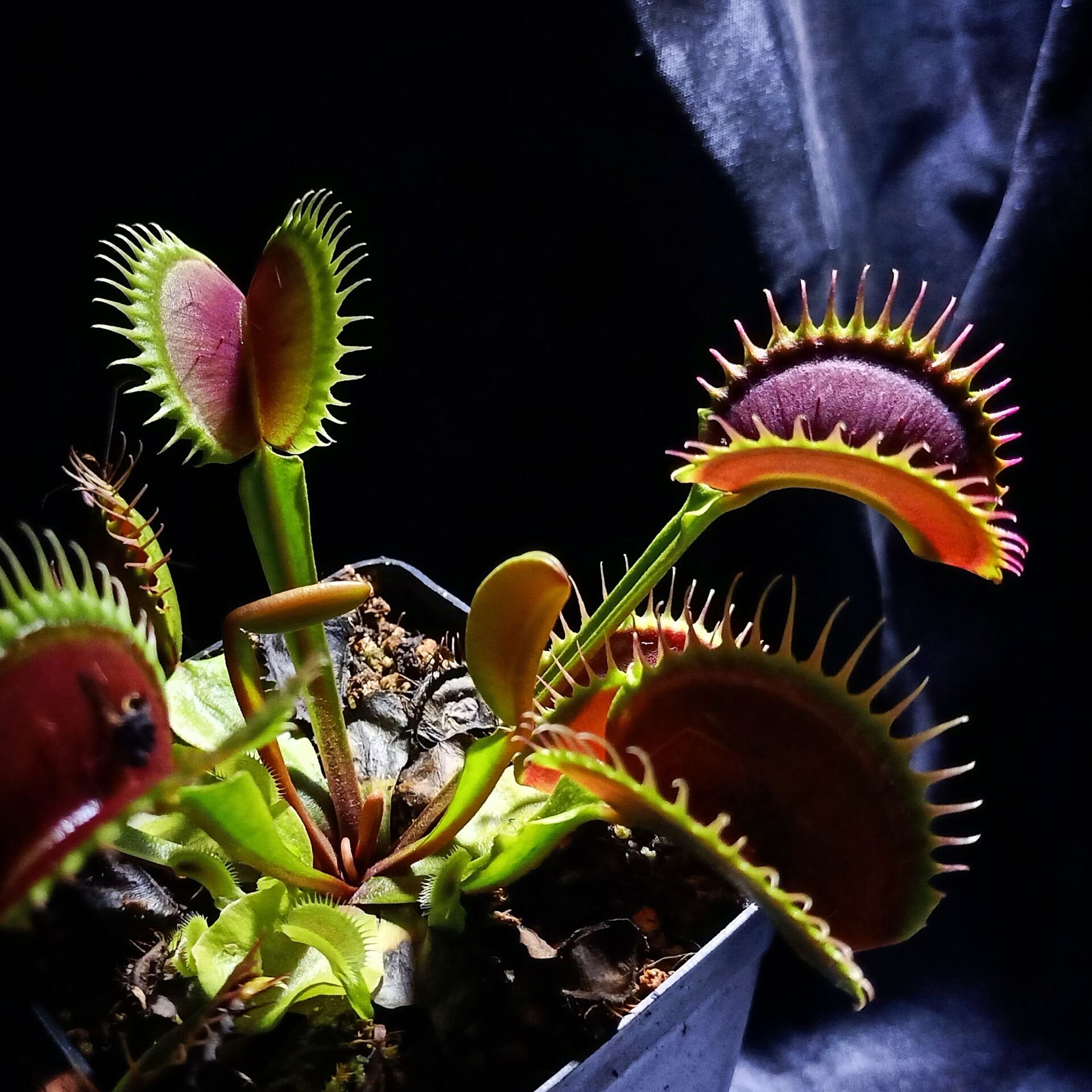 Dionaea Muscipula Özel Üretim Mutantlar