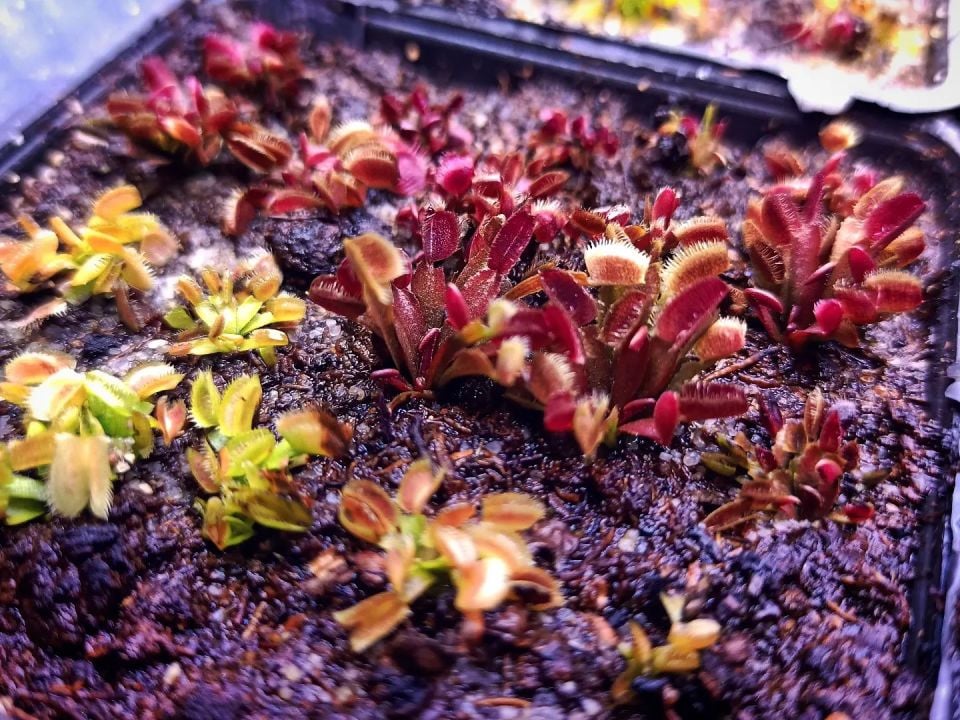 Dionaea muscipula ''bcp f9''