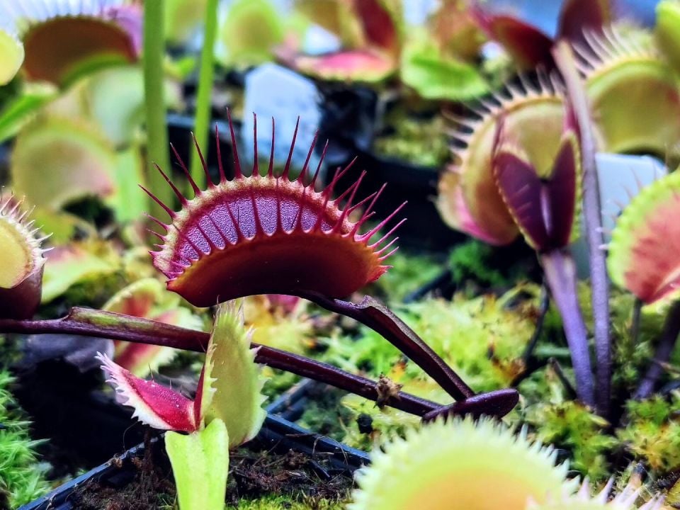 Dionaea muscipula ''bcp f9''