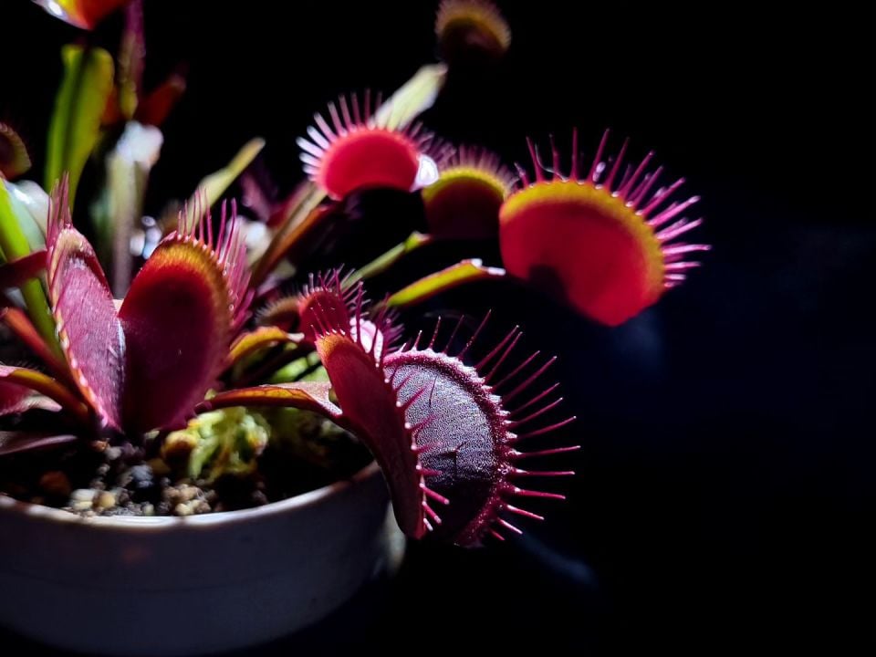 Dionaea muscipula ''bcp f9''