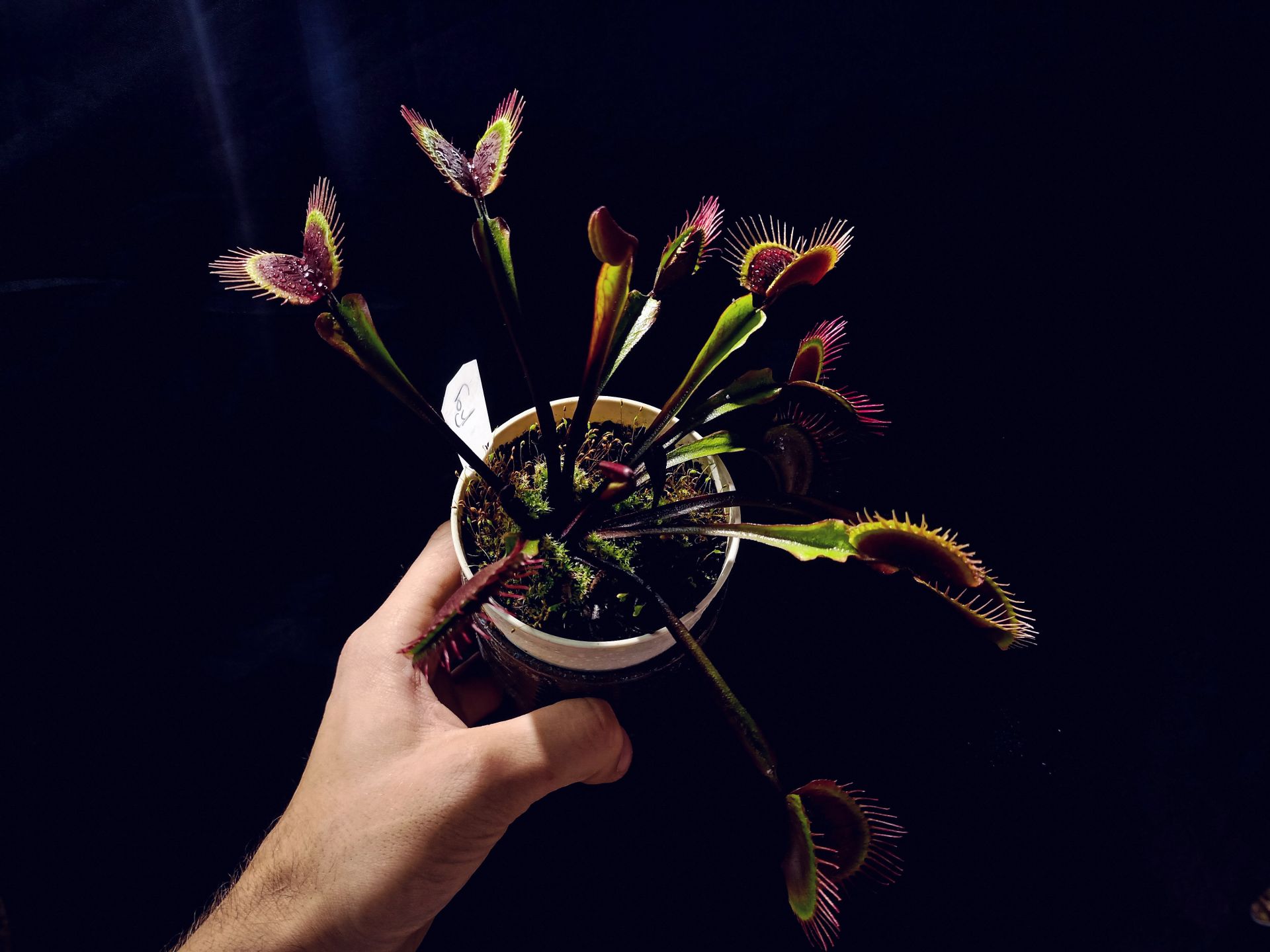 Dionaea muscipula ''bcp f9''