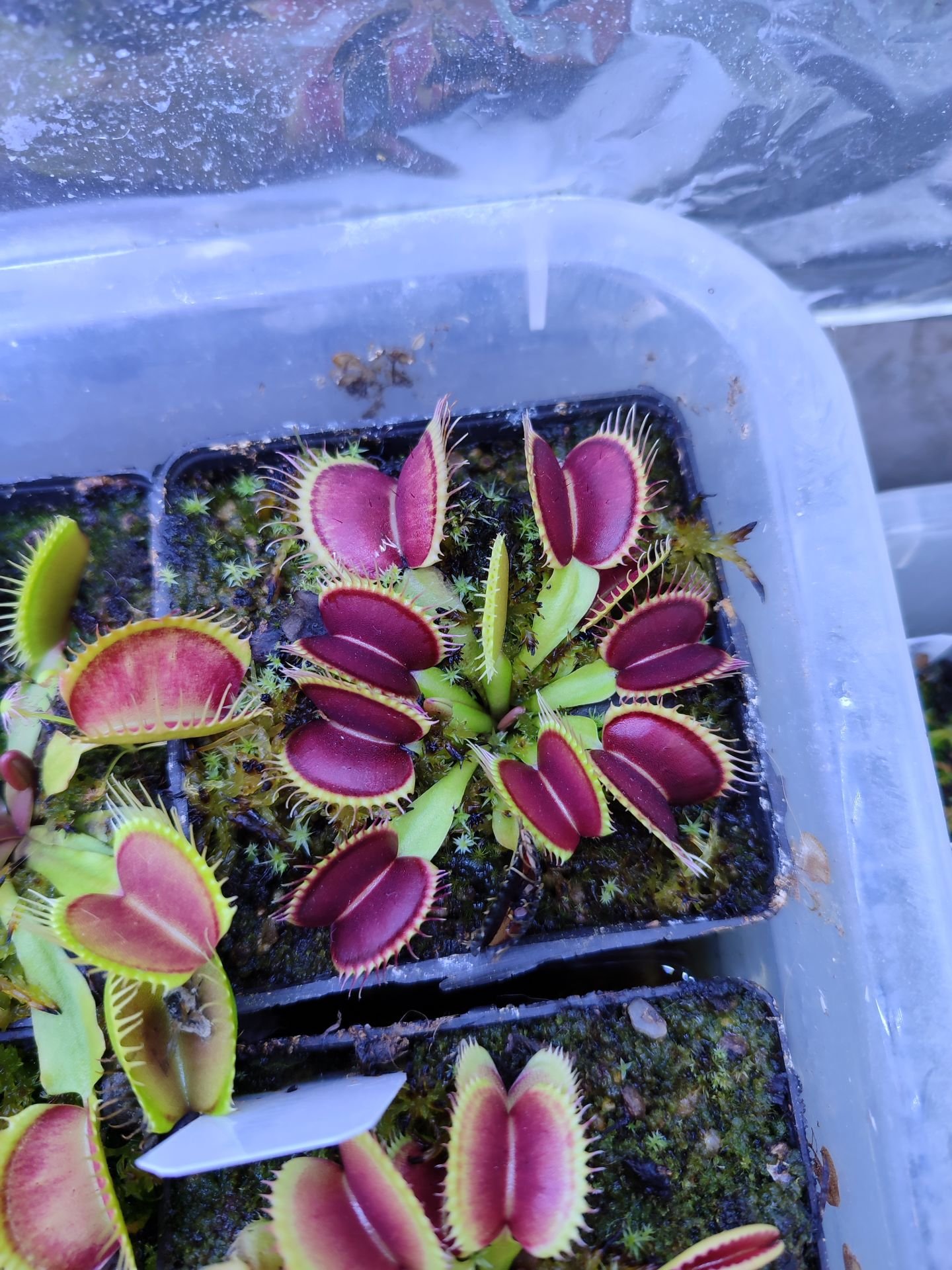 Dionaea muscipula ''DC XL'' Özel Tür