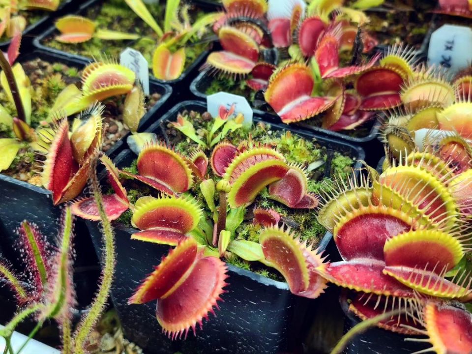 Dionaea muscipula ''UK Sawtooth''