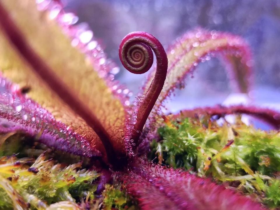 Drosera adelae