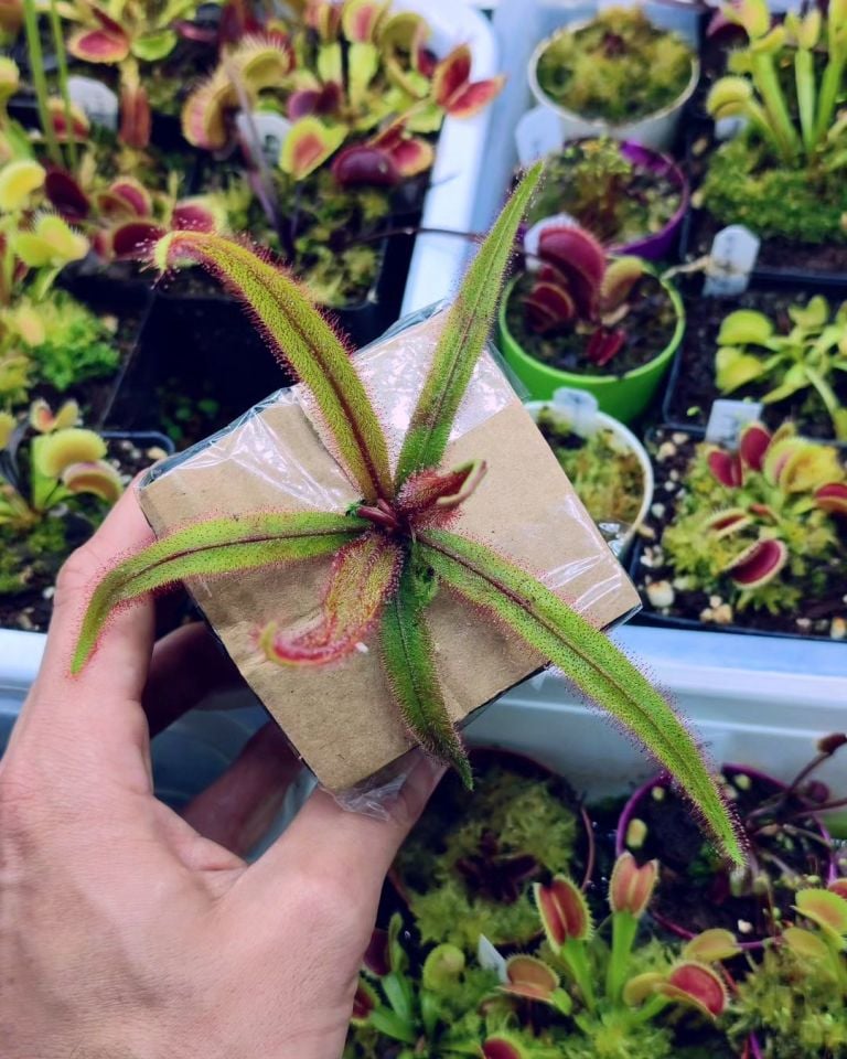 Drosera adelae