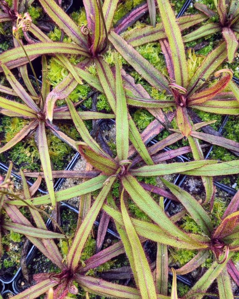 Drosera adelae