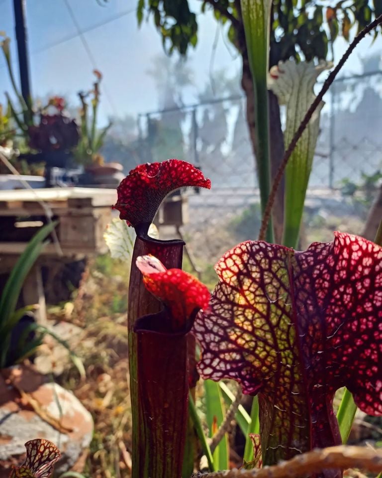 Sarracenia Judith Hindle