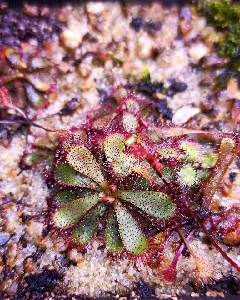 Drosera hamiltonii
