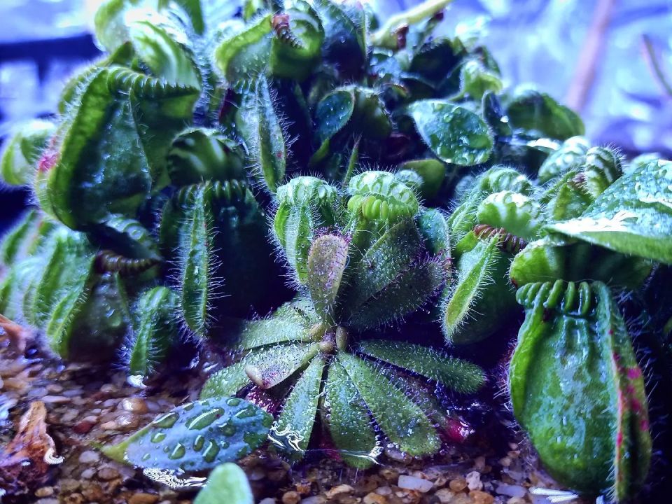 Drosera hamiltonii