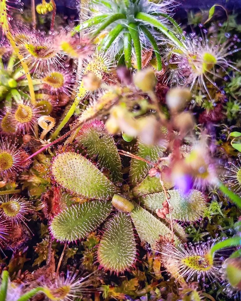 Drosera hamiltonii