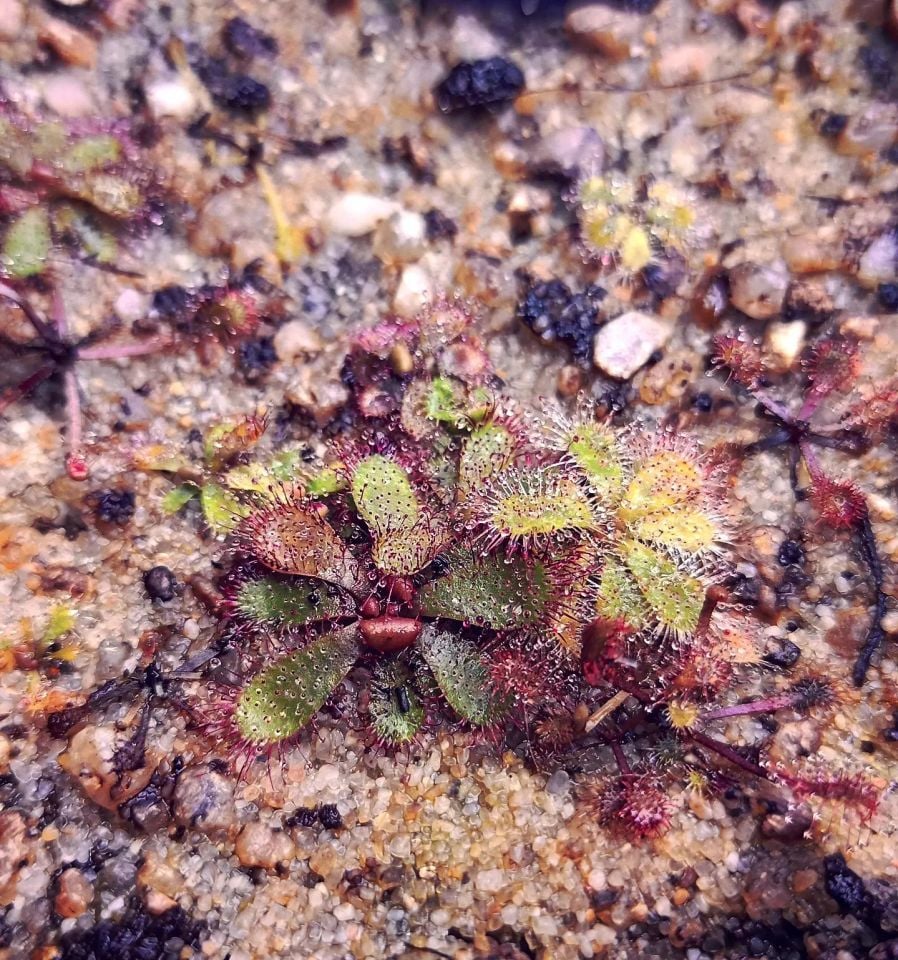 Drosera hamiltonii