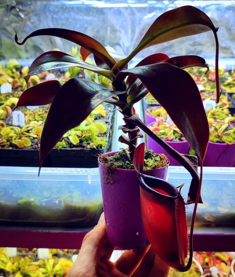 Nepenthes x dark secret