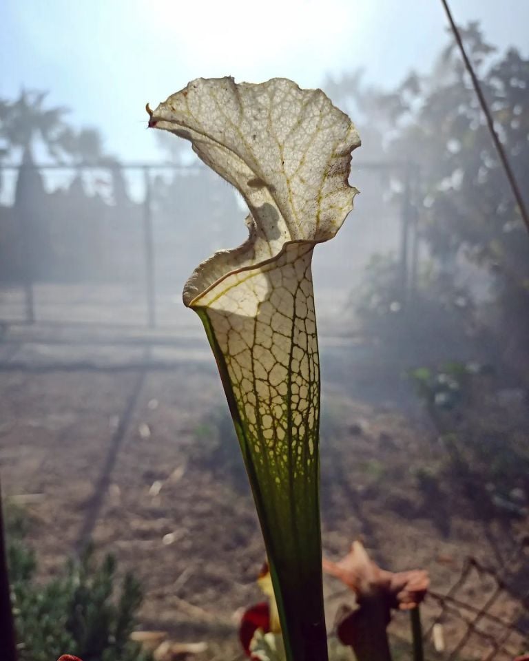 Sarracenia leucophylla 'Schnell's ghost'