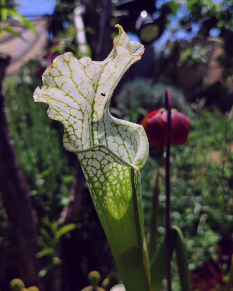 Sarracenia leucophylla 'Schnell's ghost'