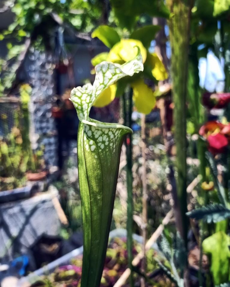 Sarracenia leucophylla 'Schnell's ghost'