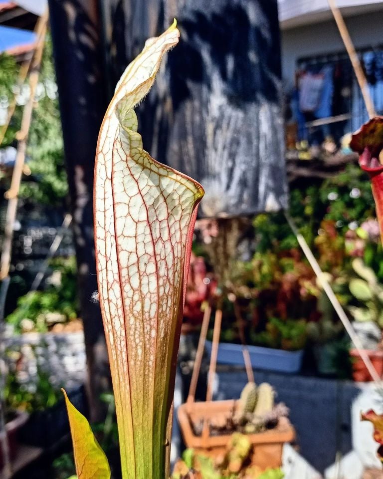 Sarracenia leucophylla 'Schnell's ghost'