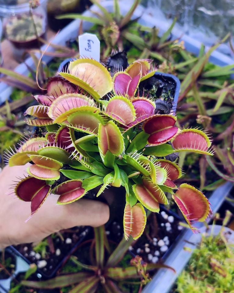 Dionaea muscipula ''fang''