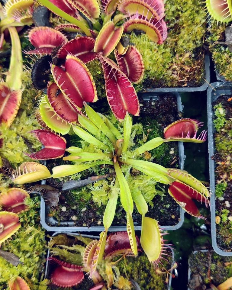 Dionaea muscipula ''fang''