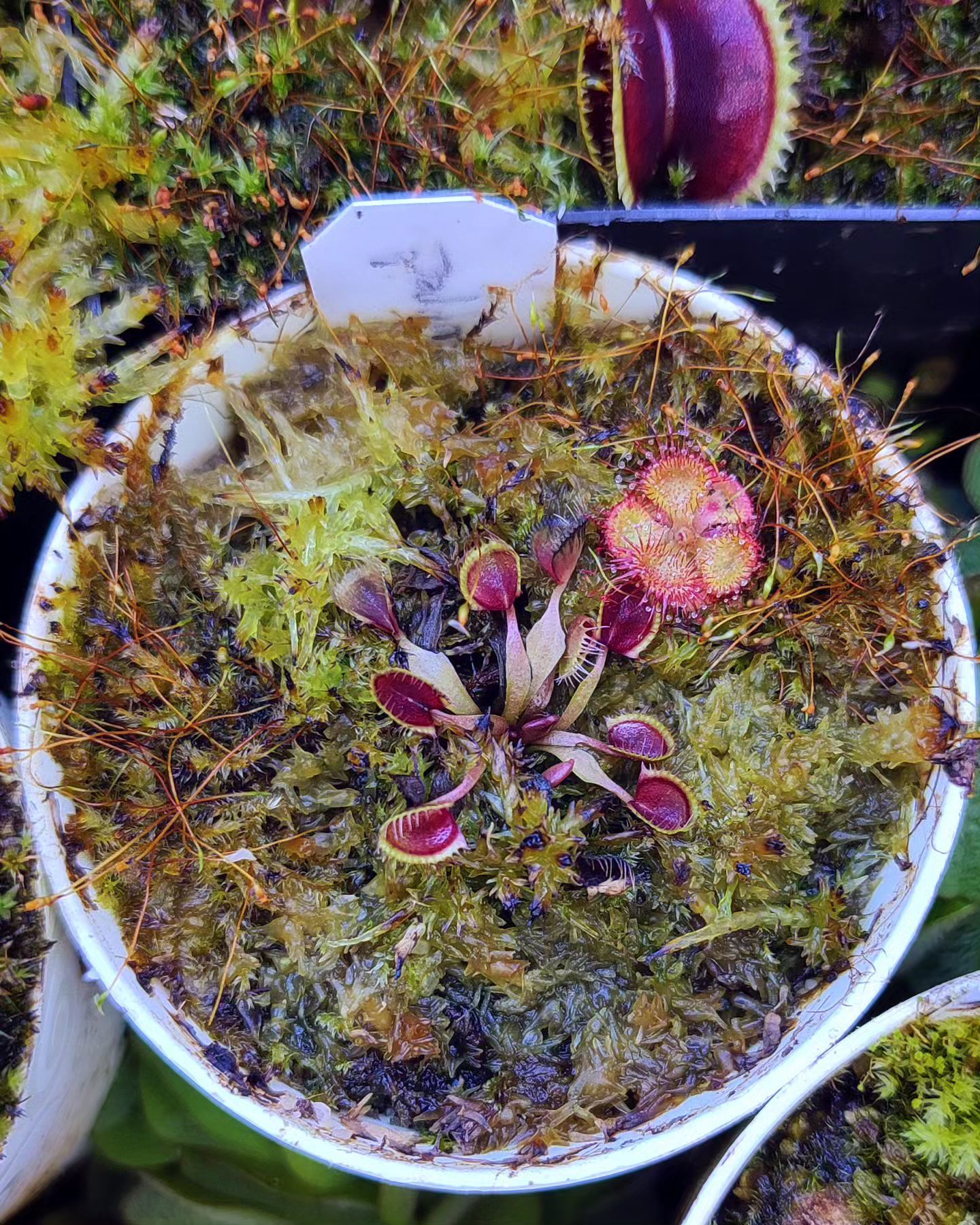 Dionaea muscipula ''cupped trap''