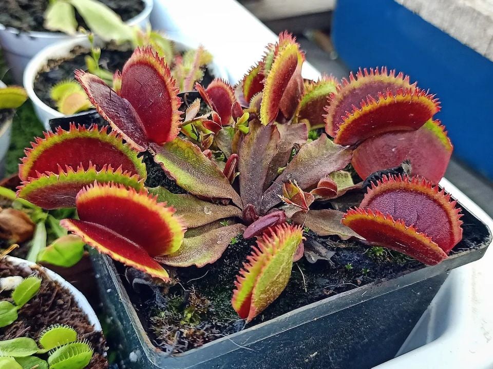 Dionaea muscipula ''Bohemian Garnet''