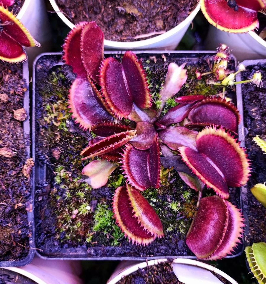 Dionaea muscipula ''Bohemian Garnet''