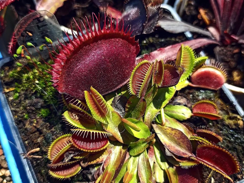 Dionaea muscipula ''BCP f12''