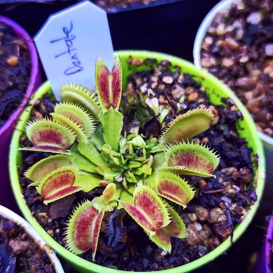 Dionaea muscipula ''dentate''
