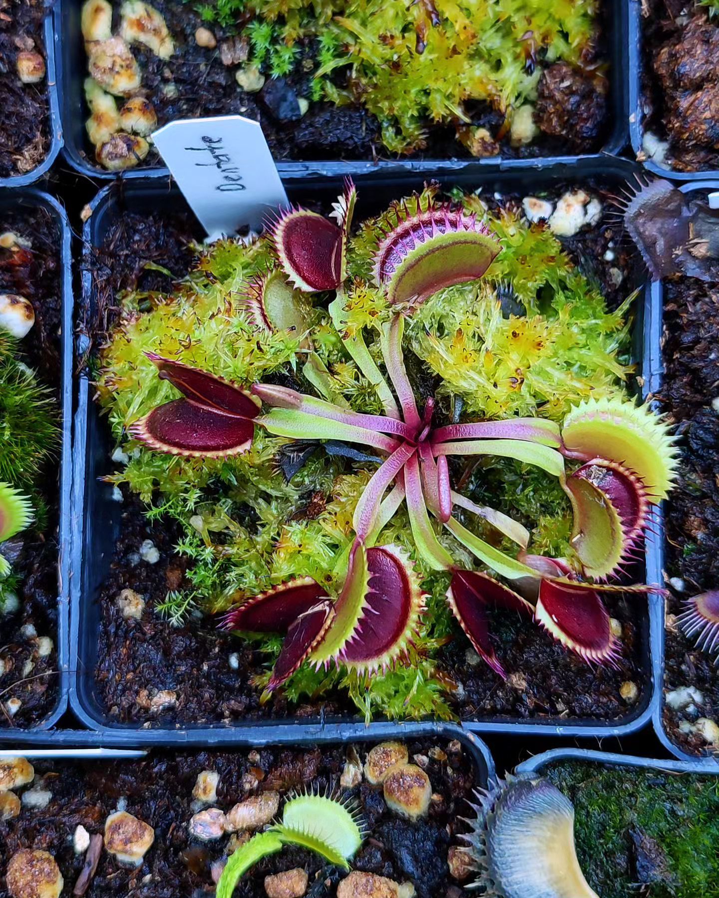 Dionaea muscipula ''dentate''