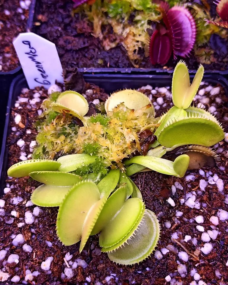 Dionaea muscipula ''green microdent''