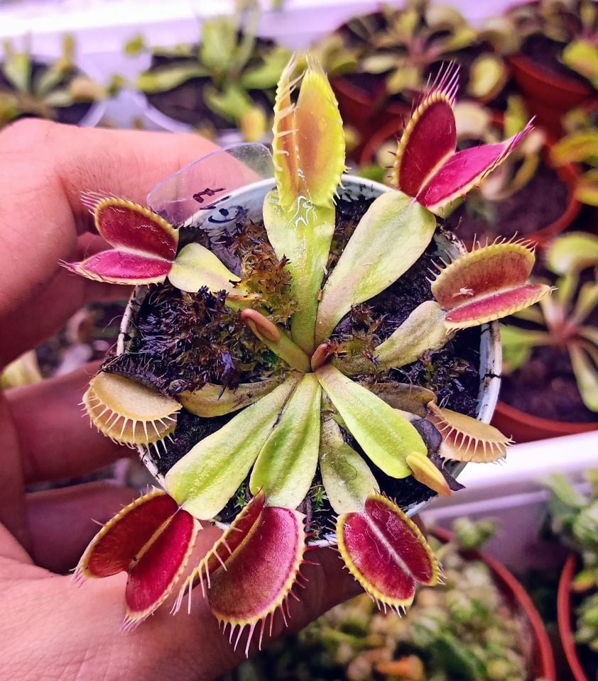 Dionaea muscipula ''G17'' Büyük Kapanlı Varyete