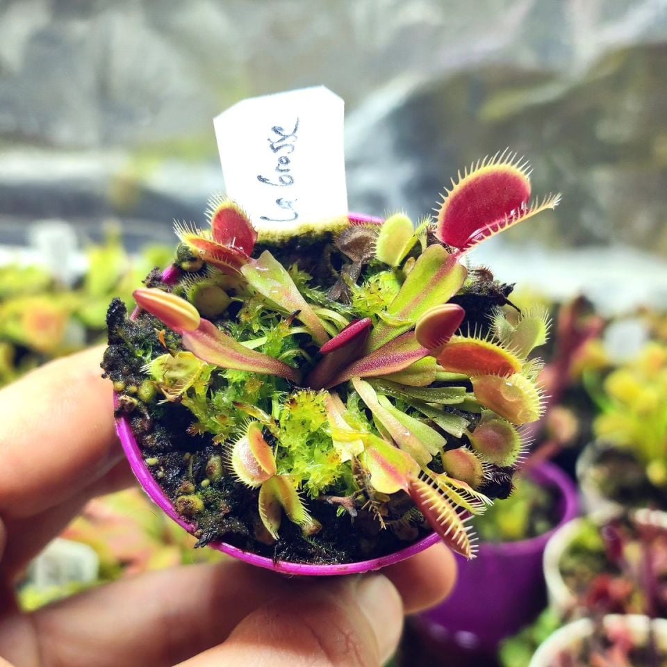 Dionaea muscipula ''la grosse a gui gui''