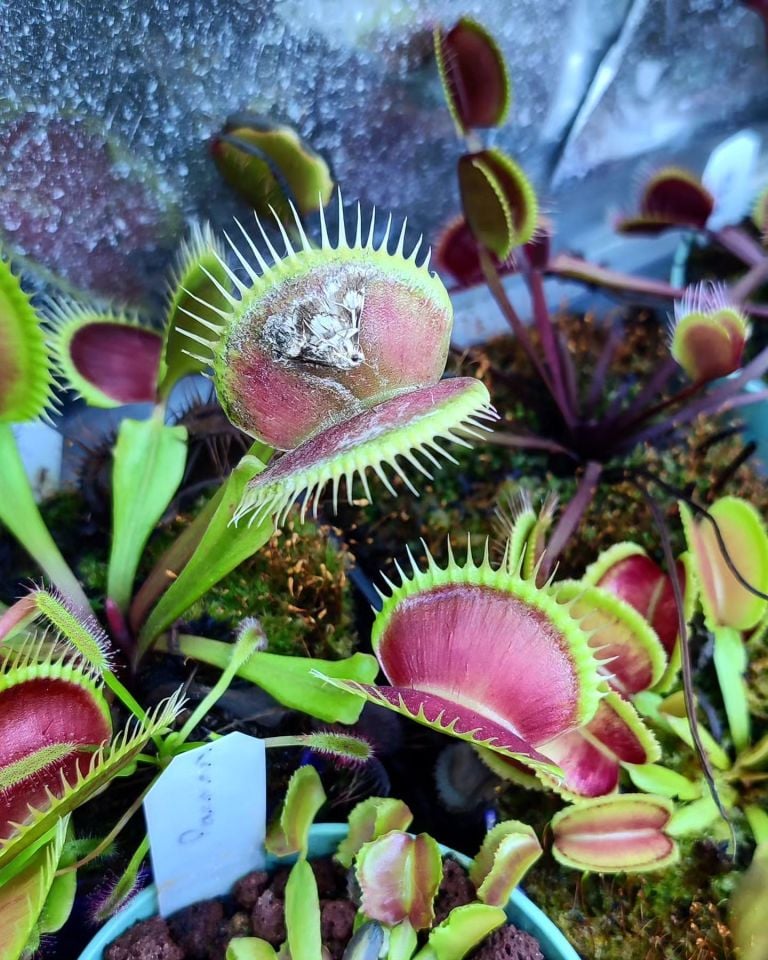 Dionaea muscipula ''la grosse a gui gui''