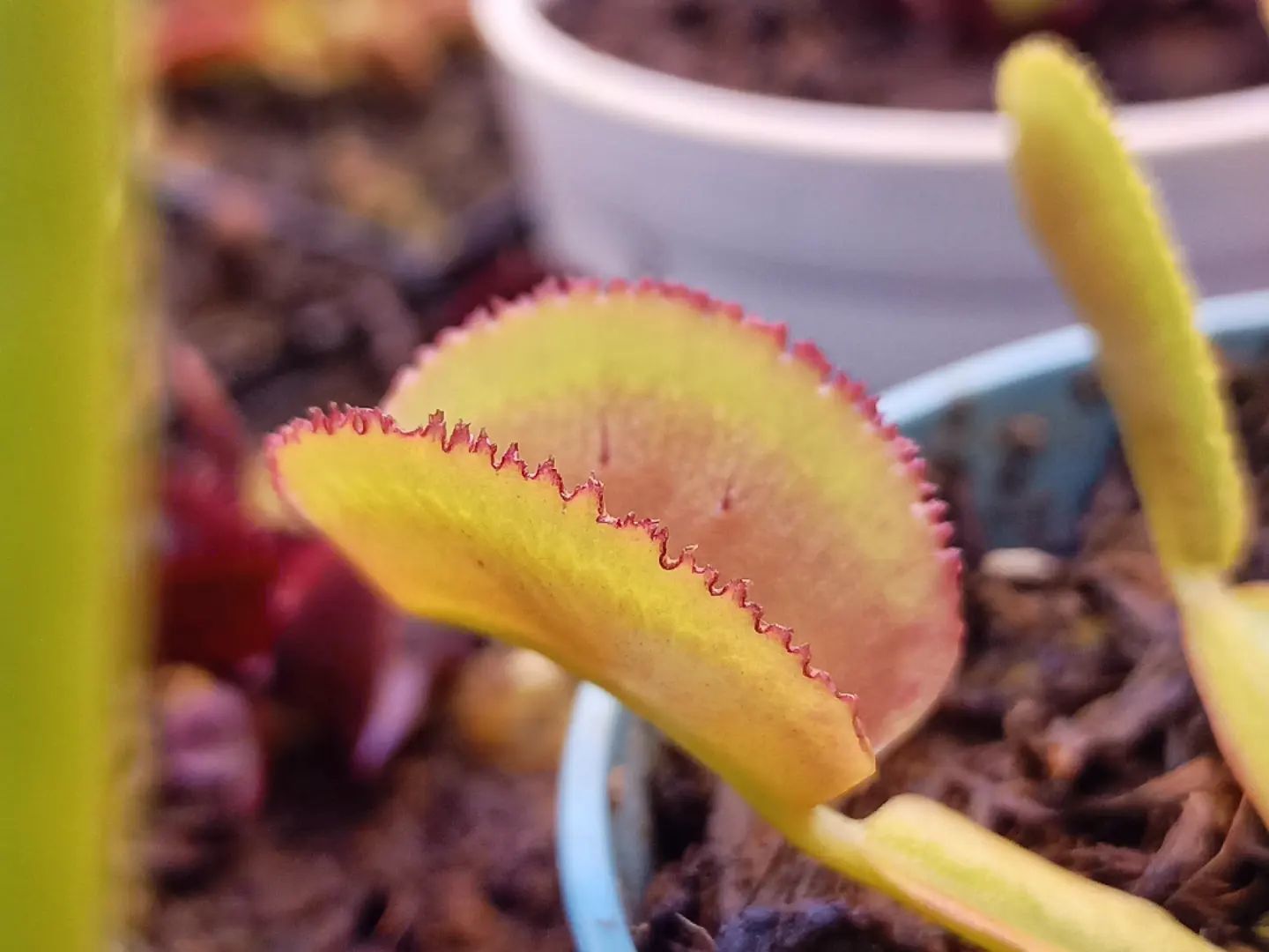 Dionaea muscipula ''whale''