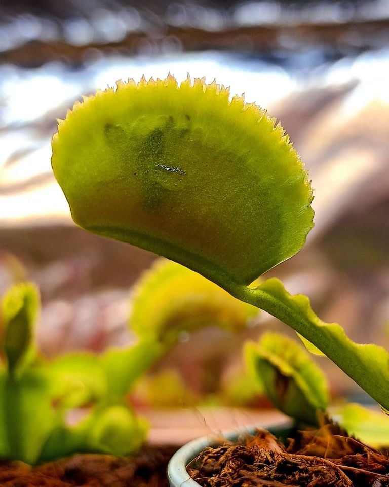 Dionaea muscipula ''whale''