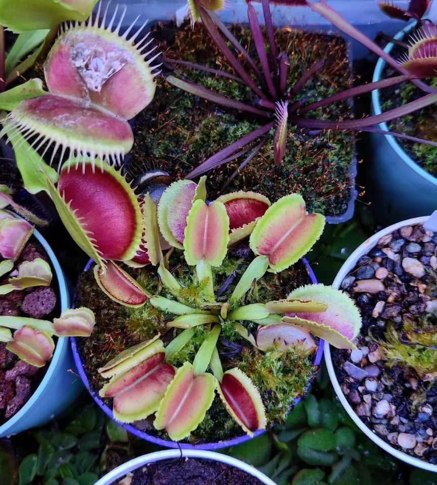 Dionaea muscipula ''whale''