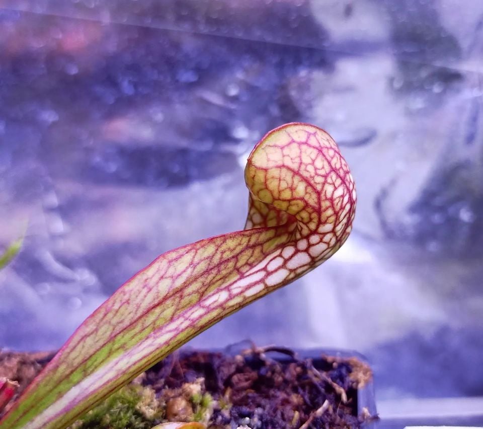 Sarracenia psittacina