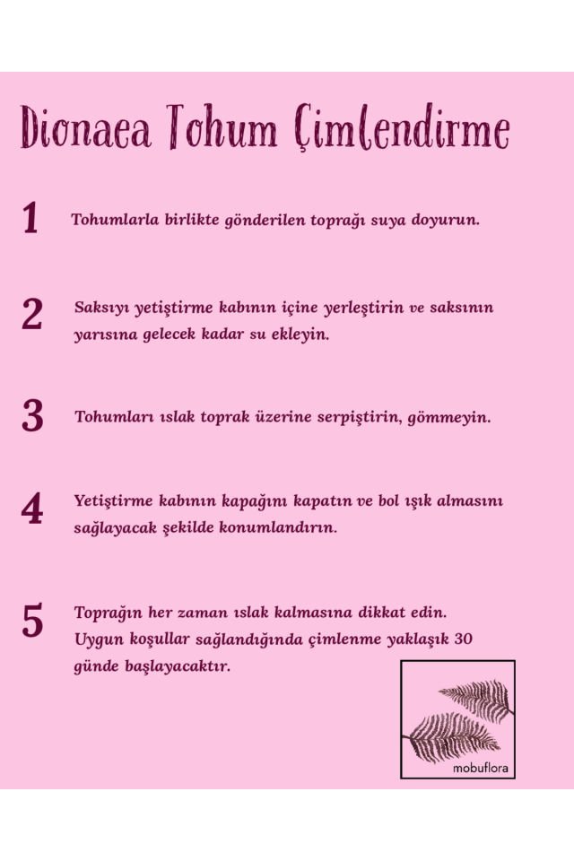Dionaea Muscipula DC XL Tohum Yetiştirme Kiti Dev Kapanlı