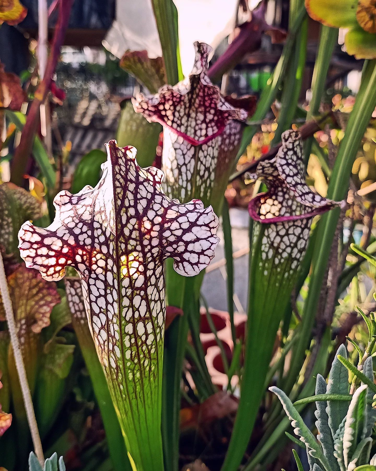 Sarracenia sweet excellence