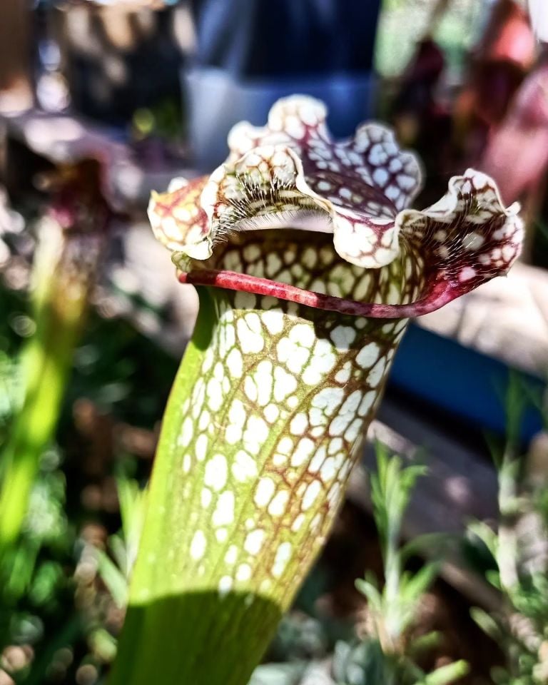 Sarracenia sweet excellence