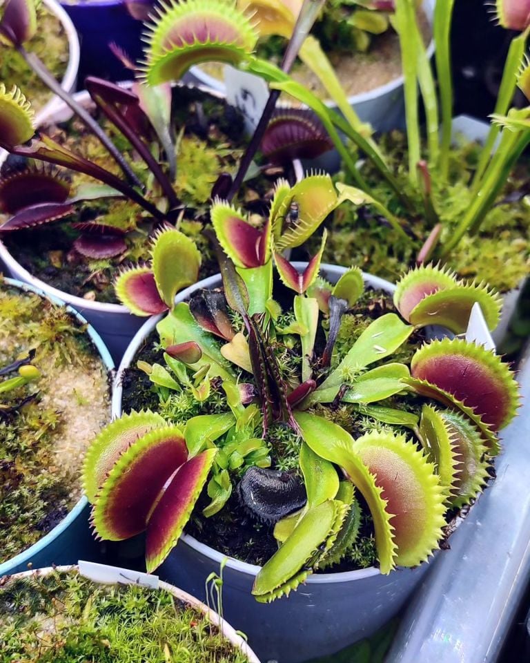 Dionaea muscipula ''vitiligo''