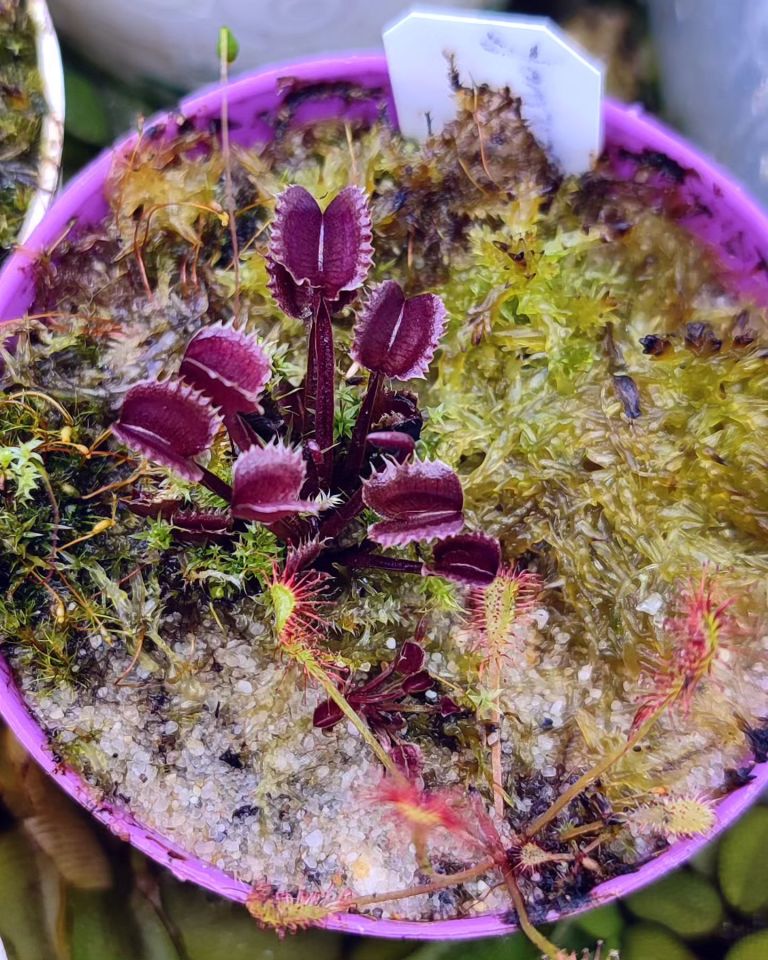 Dionaea muscipula ''AR Werewolf''