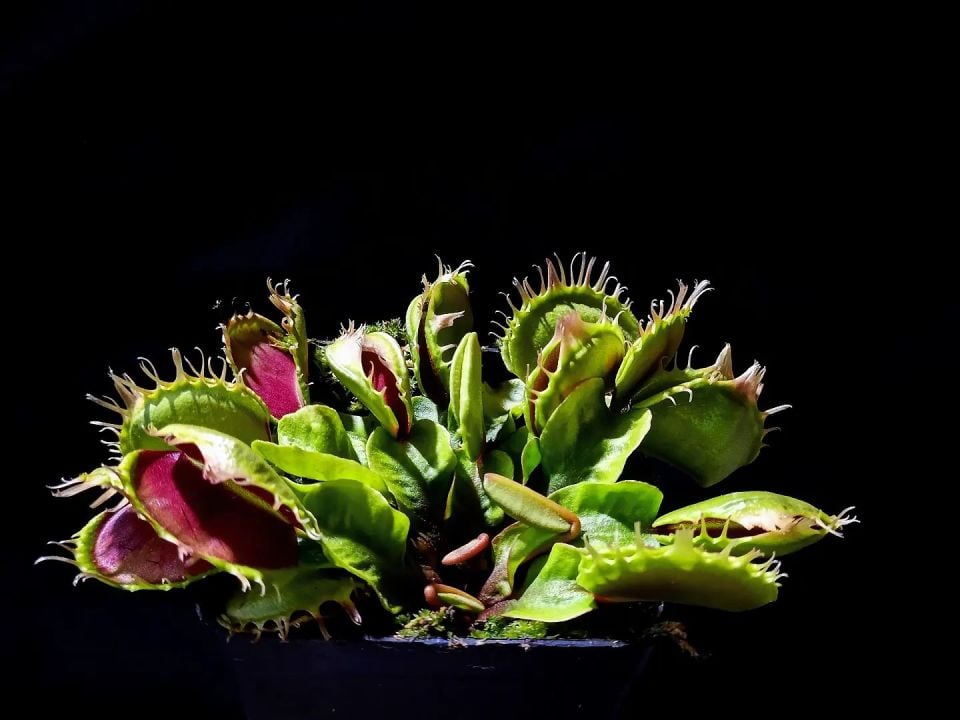 Dionaea muscipula ''fused tooth''