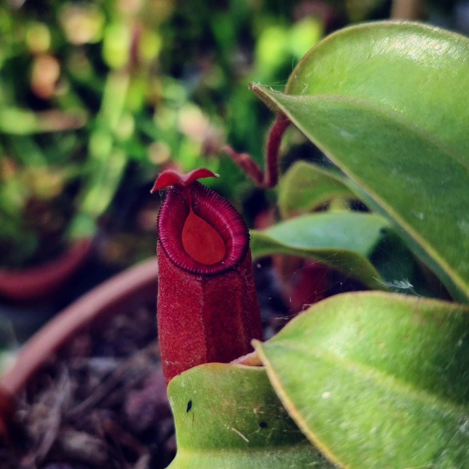 Nepenthes x bloody mary