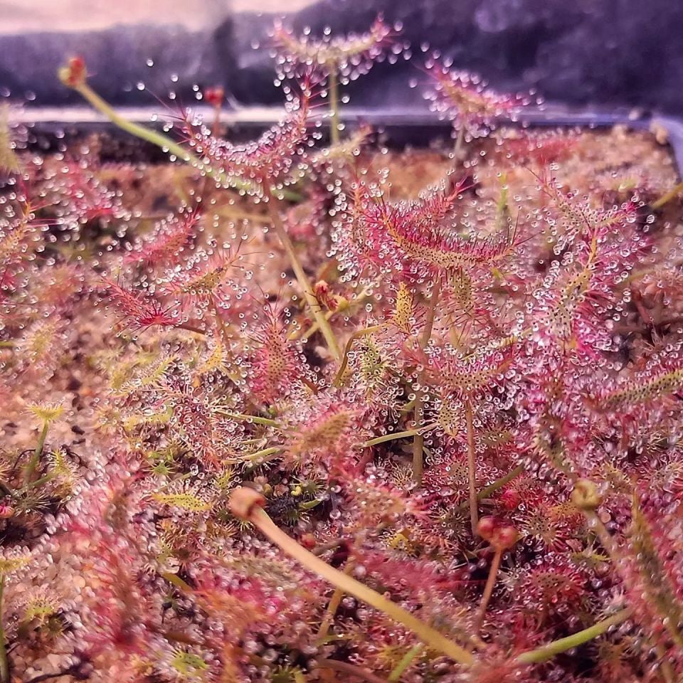 Drosera Binata Tohum Yetiştirme Kiti 3 Farklı Tür